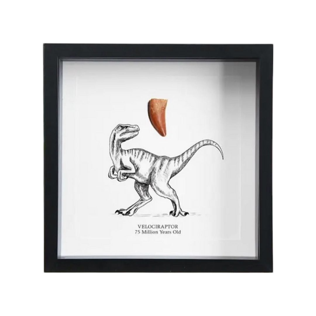 Cadre fossile de Velociraptor – Dent authentique de 75 millions d’années – Objet de curiosité encadré