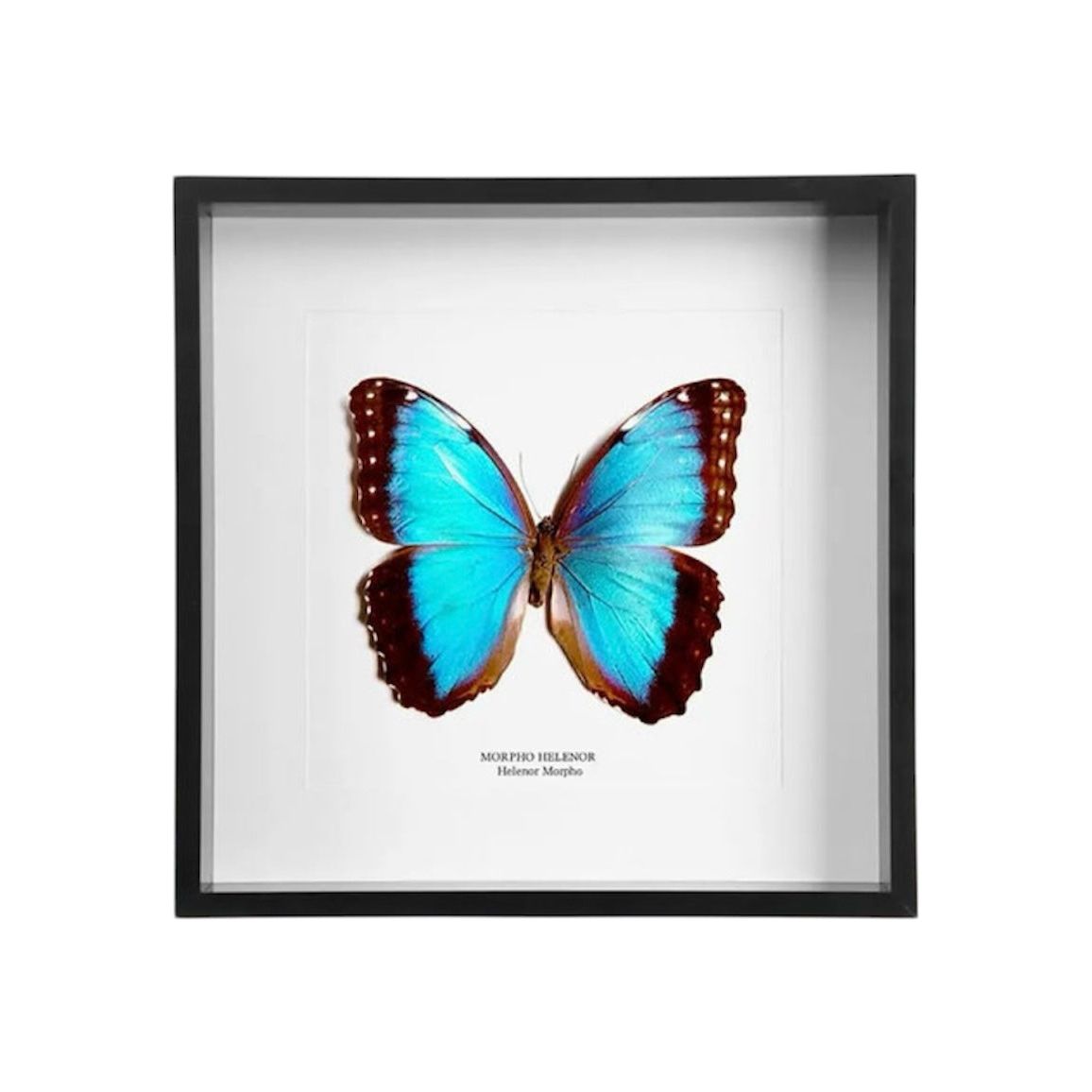 Cadre entomologique – Morpho Helenor naturalisé – Papillon bleu d’Amazonie sous verre