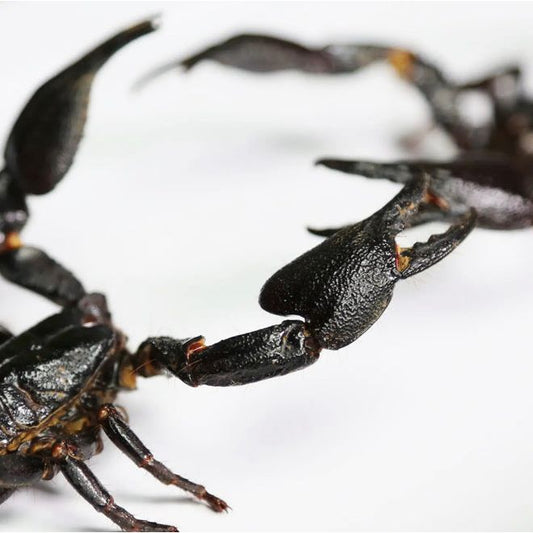 Deux scorpions géants Heterometrus swammerdami naturalisés face à face dans un cadre sous verre