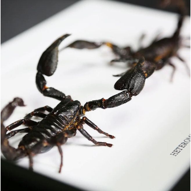 Deux scorpions géants Heterometrus swammerdami naturalisés face à face dans un cadre sous verre