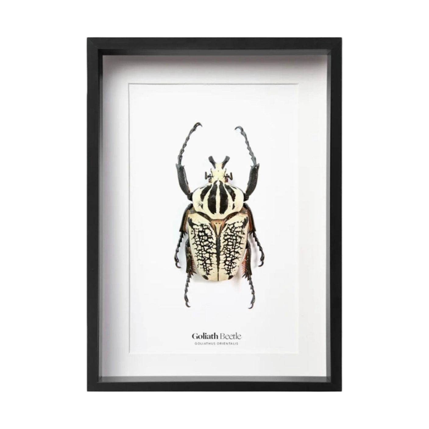 Scarabée Goliath Goliathus orientalis encadré sous verre, insecte naturalisé noir et blanc sur fond blanc