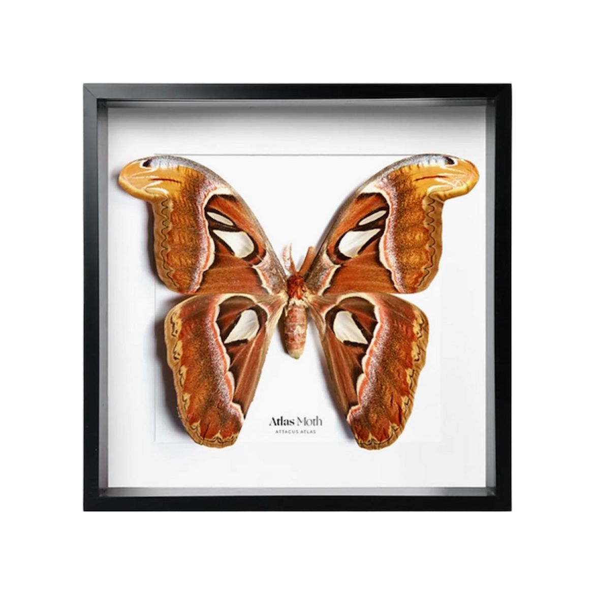 Cadre entomologique – Papillon Atlas (Attacus atlas) naturalisé – Format XL sous verre