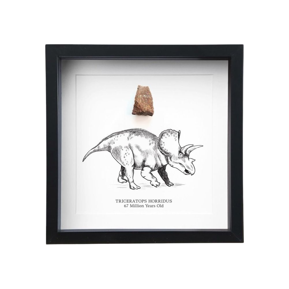 Cadre fossile authentique de Tricératops – 67 millions d’années – Curiosité naturelle encadrée