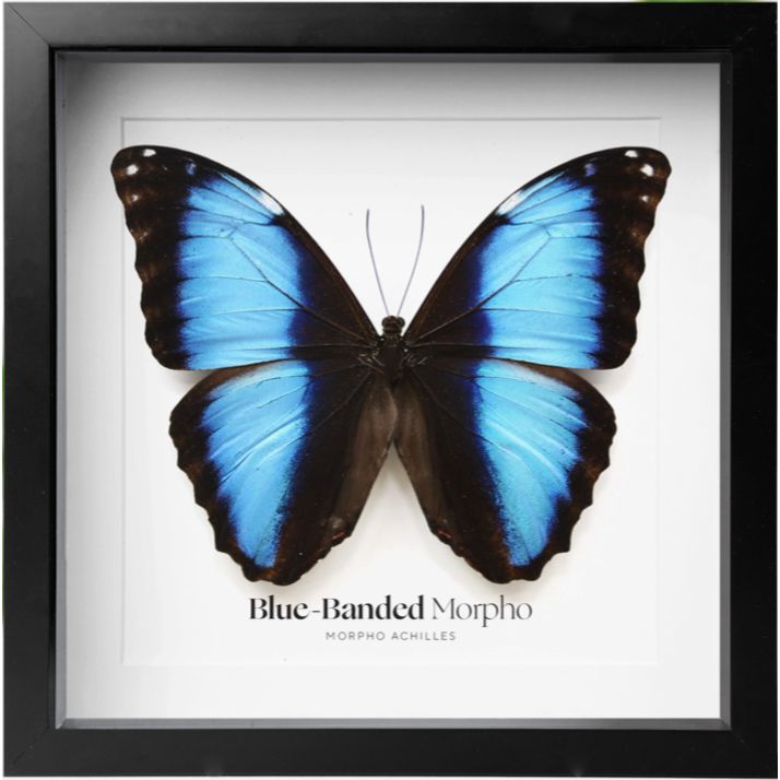Papillon Morpho Achilles – cadre entomologique 26,5 × 26,5 cm, ailes bleues, Curated Studio