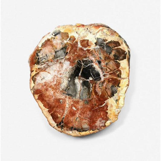 Bois Fossilisé – 210 Millions d’Années - Boutique Ømm