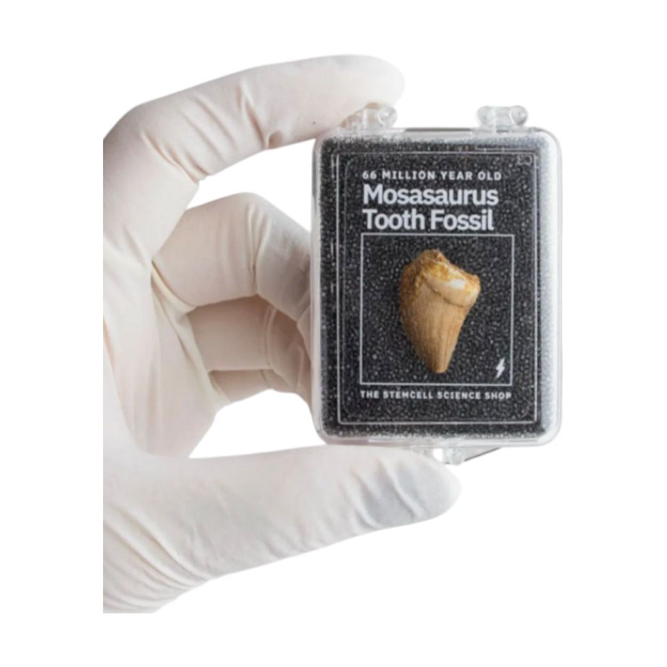 Dent fossile de Mosasaurus – Reptile marin du Crétacé - Boutique Ømm