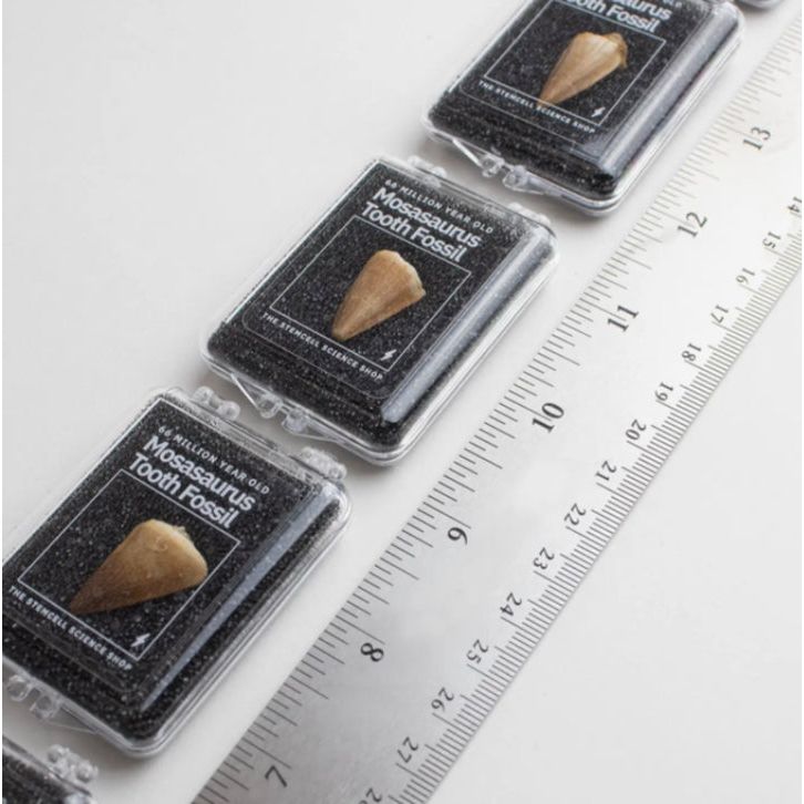 Dent fossile de Mosasaurus – Reptile marin du Crétacé - Boutique Ømm