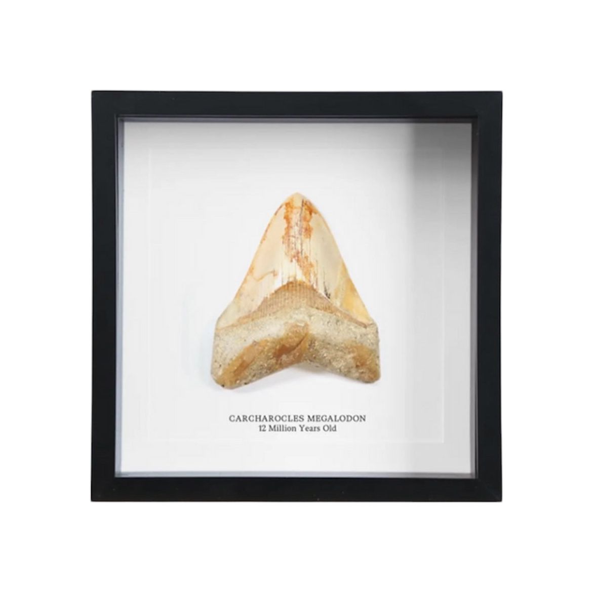 Dent fossile de Mégalodon (Carcharocles megalodon) – 12 millions d’années – Encadrée