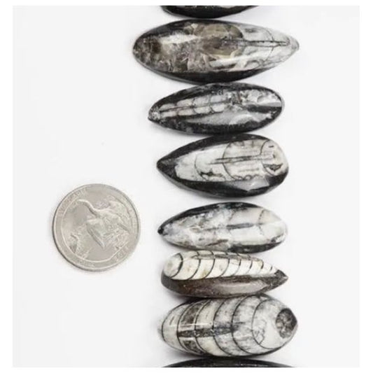 Fossile de Geisenoceras – Céphalopode du Dévonien - Boutique Ømm