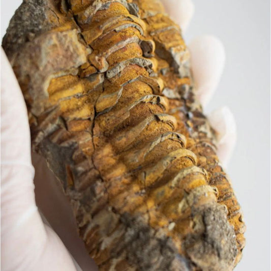 Fossile de Trilobite Flexicalymene – 425 à 500 millions d’années - Boutique Ømm