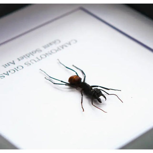 Fourmi Soldat sous cadre – Camponotus Gigas – Déco entomologique - Boutique Ømm