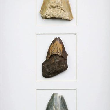 Fragments de dents de Mégalodon fossilisées - Boutique Ømm