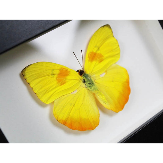 Papillon Phoebis pilea naturalisé présenté dans un cadre noir élégant 20x15 cm