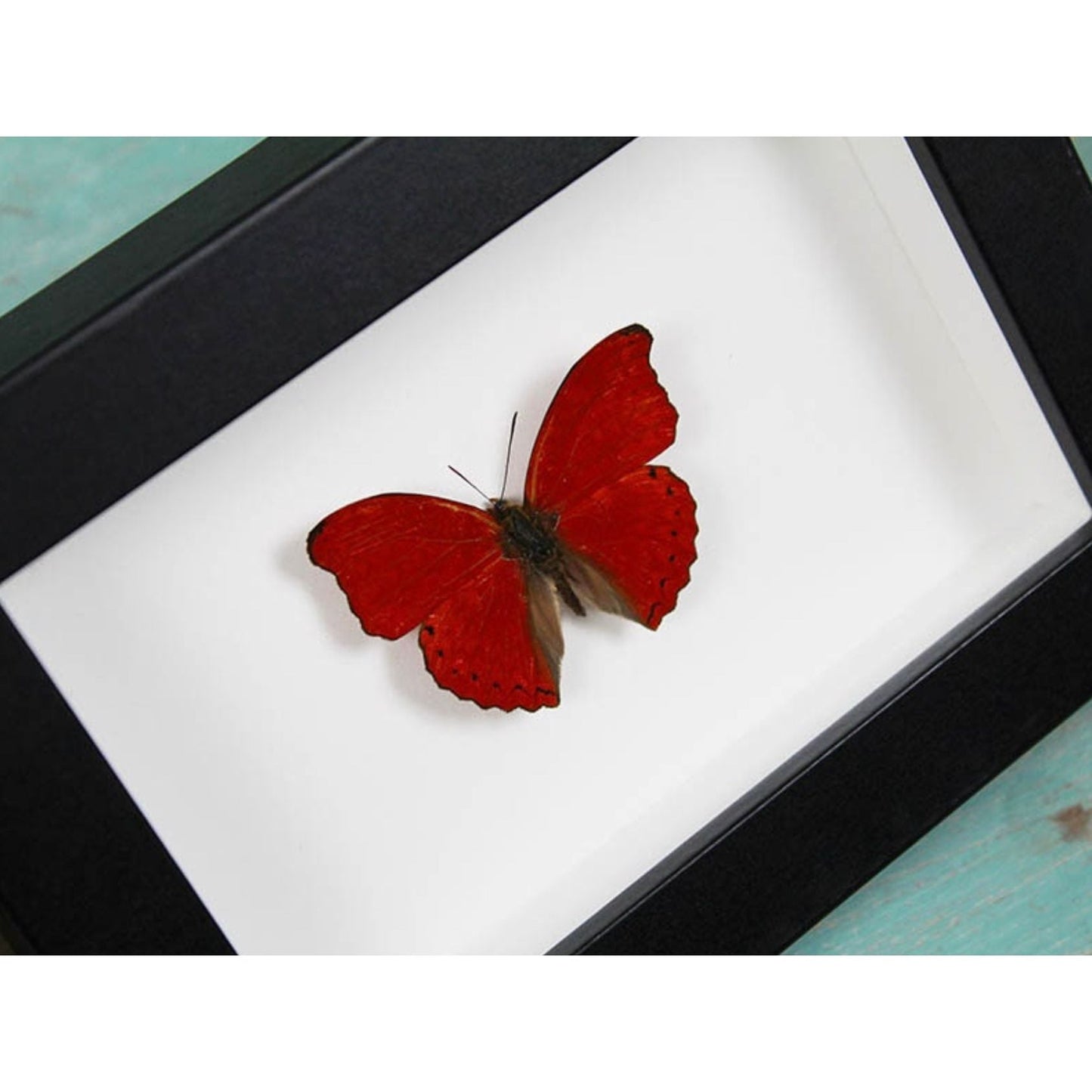 Papillon Red Glider Encadré – Cadre 15 x 20 cm - Boutique Ømm