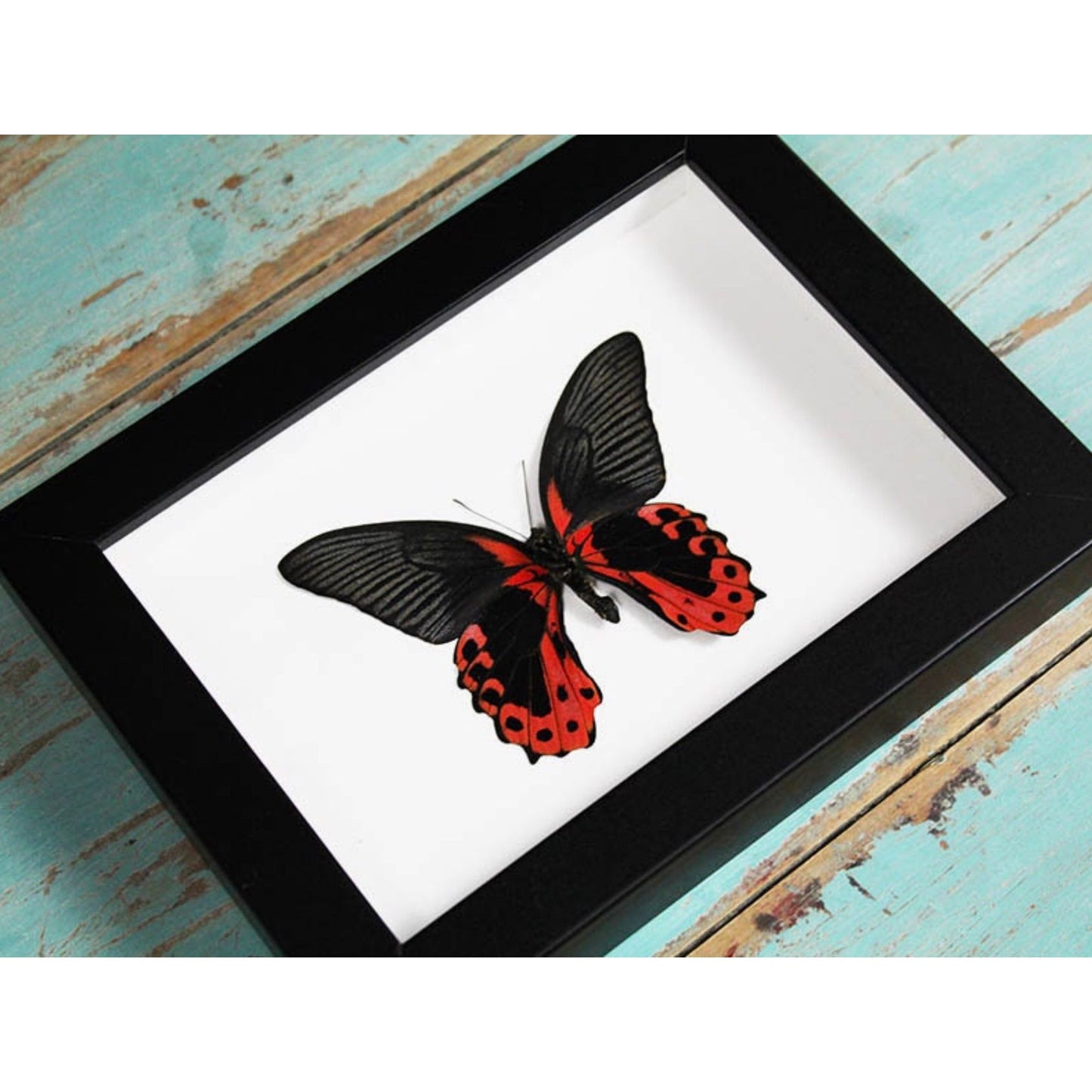 Papillon Scarlet Mormon Papilio rumanzovia encadré dans un cadre noir 15 x 20 cm