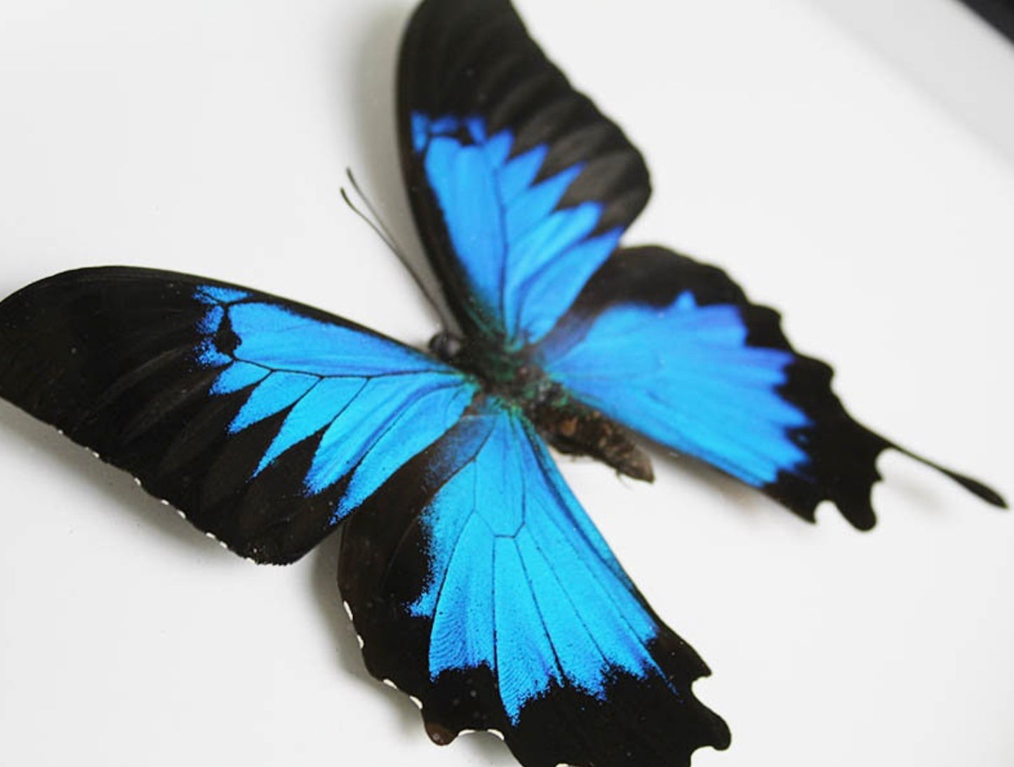 Papillon Ulysses Papilio ulysses encadré dans un cadre noir 22,5 x 28 cm