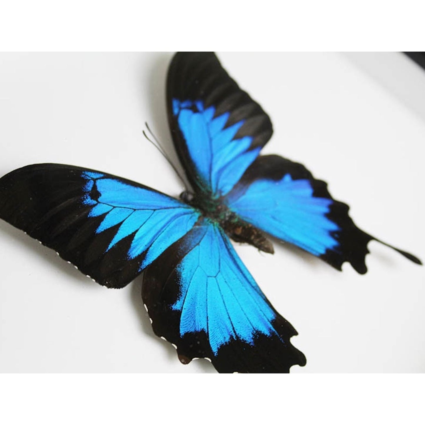 Papillon Ulysses Encadré – Cadre 22,5 x 28 cm - Boutique Ømm