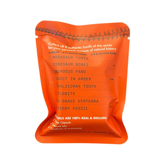 Pochette surprise “Prehistoric Fossil” – Fossile authentique – Stemcell Science Shop - Boutique Ømm