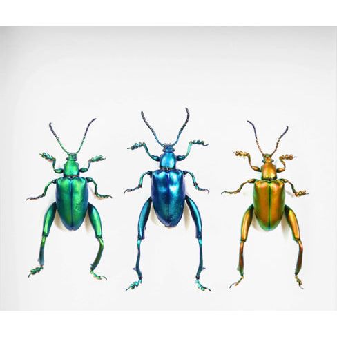 Scarabées à pattes de grenouille – Encadrement 16,5x16,5 cm - Boutique Ømm