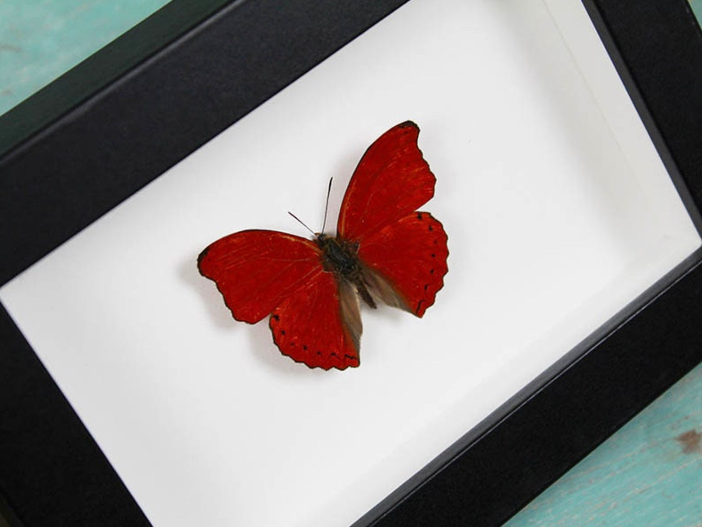 Spécimen naturel de papillon Red Glider aux ailes rouge vif sous verre