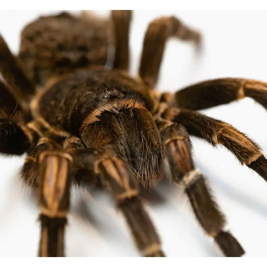 Tarentule encadrée – Eurypelma Spinicrus naturalisée - Boutique Ømm