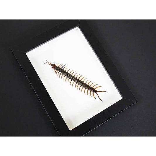 Scolopendre d’Indonésie encadrée dans un cadre noir 22 × 27 cm sur fond blanc