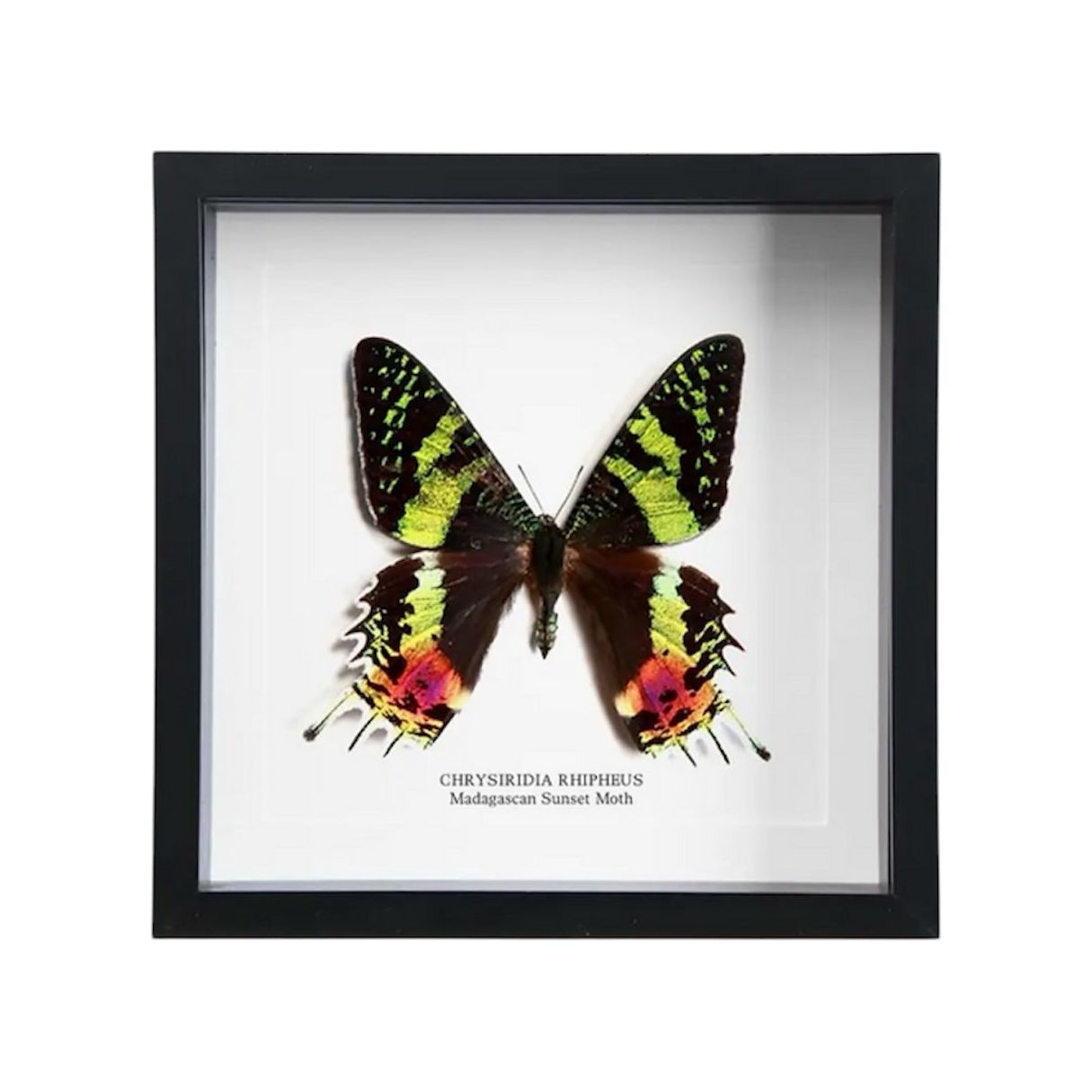 Cadre entomologique – Madagascan Sunset Moth (Chrysiridia rhipheus) – Papillon arc-en-ciel sous verre