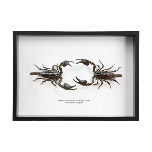Deux scorpions géants Heterometrus swammerdami naturalisés face à face dans un cadre sous verre