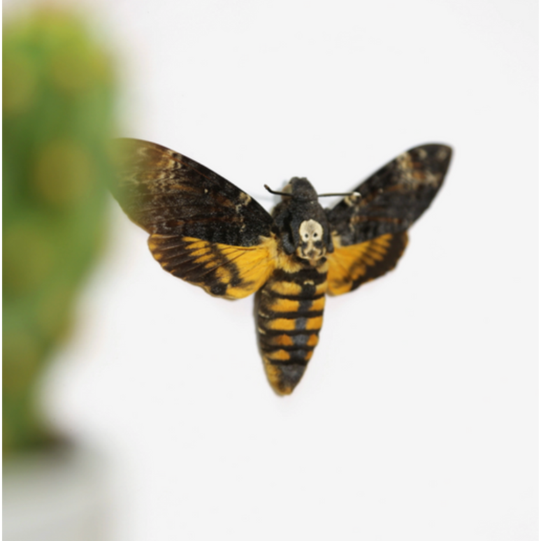 Cadre avec papillon Acherontia atropos sur fond visage, inspiré du film Le Silence des Agneaux