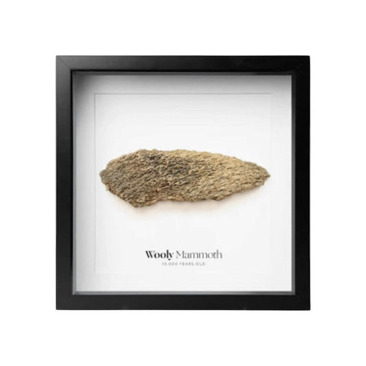 Cadre fossile de Mammouth laineux – Fragment authentique de 10 000 ans – Objet de curiosité naturelle