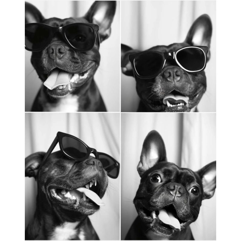 Affiche "Bouledogue Expressions" – Cebo Galerie, quadriptyque en noir & blanc de bouledogue avec lunettes