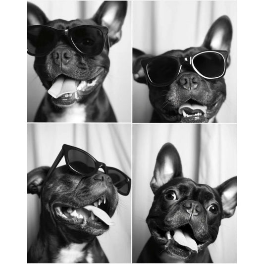 Affiche "Bouledogue Expressions" – Cebo Galerie, quadriptyque en noir & blanc de bouledogue avec lunettes