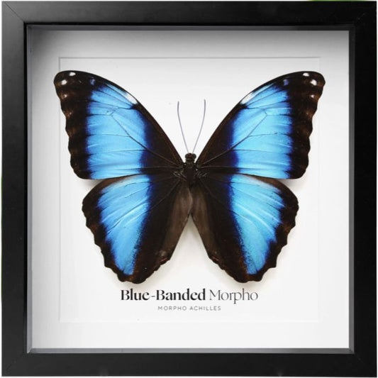 Papillon Morpho Achilles – cadre entomologique 26,5 × 26,5 cm, ailes bleues, Curated Studio