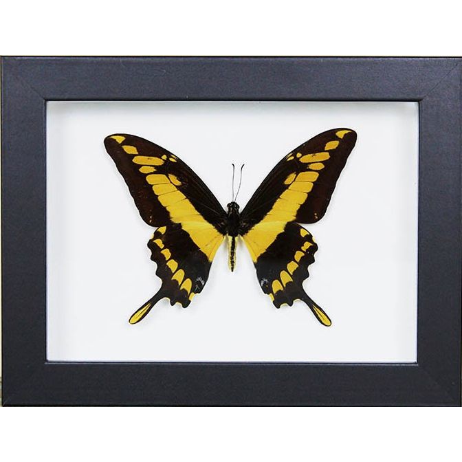 – Papillon Papilio Thoas encadré cadre noir 20x15 cm
– papillon jaune et noir décoration murale sous verre
– insecte naturalisé Papilio Thoas cadre déco
– papillon exotique encadré cabinet de curiosités déco