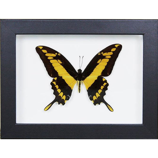 – Papillon Papilio Thoas encadré cadre noir 20x15 cm
– papillon jaune et noir décoration murale sous verre
– insecte naturalisé Papilio Thoas cadre déco
– papillon exotique encadré cabinet de curiosités déco