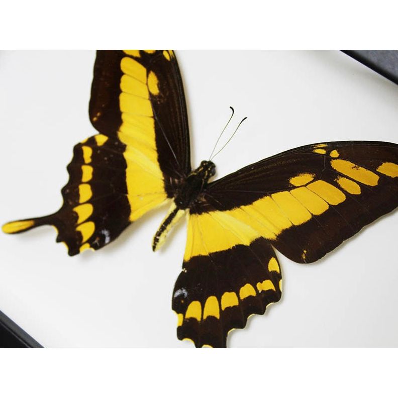 – Papillon Papilio Thoas encadré cadre noir 20x15 cm
– papillon jaune et noir décoration murale sous verre
– insecte naturalisé Papilio Thoas cadre déco
– papillon exotique encadré cabinet de curiosités déco