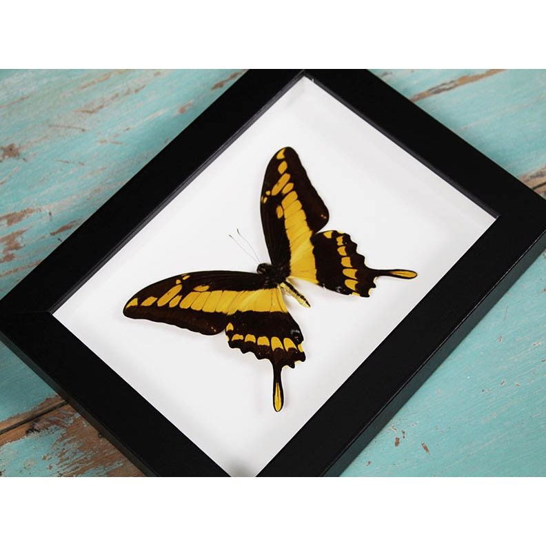 – Papillon Papilio Thoas encadré cadre noir 20x15 cm
– papillon jaune et noir décoration murale sous verre
– insecte naturalisé Papilio Thoas cadre déco
– papillon exotique encadré cabinet de curiosités déco