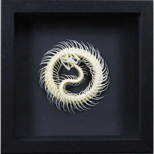 – squelette serpent encadré Trimeresurus Albolabris cadre noir
– décoration murale squelette serpent en spirale sous verre
– cabinet de curiosités squelette reptile encadré
– objet déco scientifique squelette serpent carré 17,5 cm