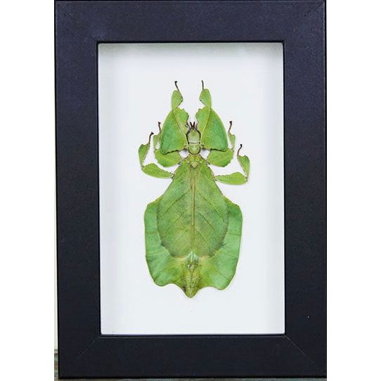 – insecte feuille Phyllium Giganteum encadré 15x20 cm
– Phyllium Giganteum vert décoration murale sous verre
– insecte camouflage feuille Indonésie cadre déco
– cabinet de curiosités insecte feuille encadré naturel