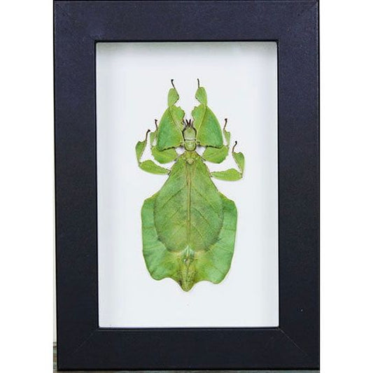 – insecte feuille Phyllium Giganteum encadré 15x20 cm
– Phyllium Giganteum vert décoration murale sous verre
– insecte camouflage feuille Indonésie cadre déco
– cabinet de curiosités insecte feuille encadré naturel