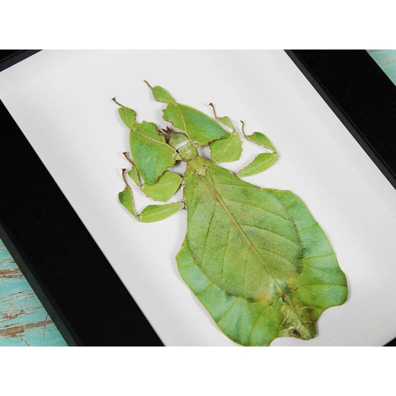 – insecte feuille Phyllium Giganteum encadré 15x20 cm
– Phyllium Giganteum vert décoration murale sous verre
– insecte camouflage feuille Indonésie cadre déco
– cabinet de curiosités insecte feuille encadré naturel