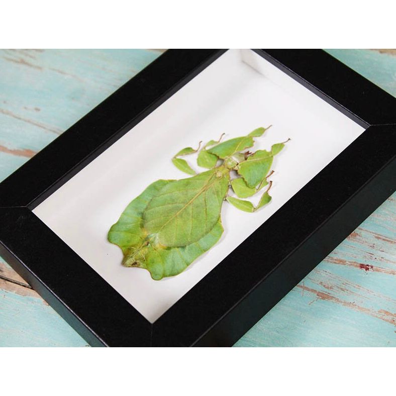 – insecte feuille Phyllium Giganteum encadré 15x20 cm
– Phyllium Giganteum vert décoration murale sous verre
– insecte camouflage feuille Indonésie cadre déco
– cabinet de curiosités insecte feuille encadré naturel