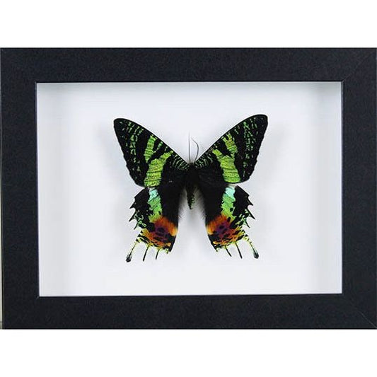 – papillon Urania Ripheus encadré 15x20 cm Madagascar
– papillon vert irisé noir décoration murale sous verre
– Urania Ripheus couleurs métalliques cadre déco
– papillon exotique encadré cabinet de curiosités Madagascar