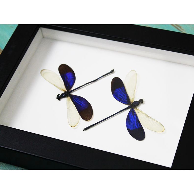 – libellules Neurobasis Chinensis encadrées 15x20 cm
– duo libellules ailes bleues décoration murale sous verre
– insectes libellules Asie du Sud Est cadre déco
– libellules bleues translucides cabinet de curiosités encadré