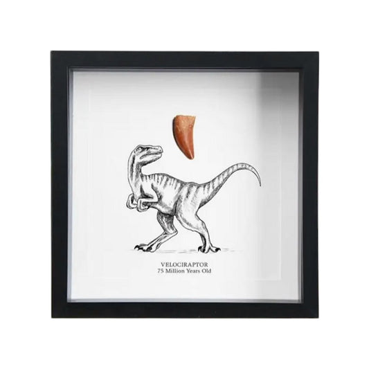 Cadre fossile de Velociraptor – Dent authentique de 75 millions d’années – Objet de curiosité encadré - Boutique Ømm