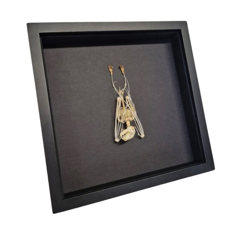 Cadre "Squelette de Chauve-Souris – Cabinet de Curiosités" – Pièce Entomologique Unique – Format 25x25 cm - Boutique Ømm