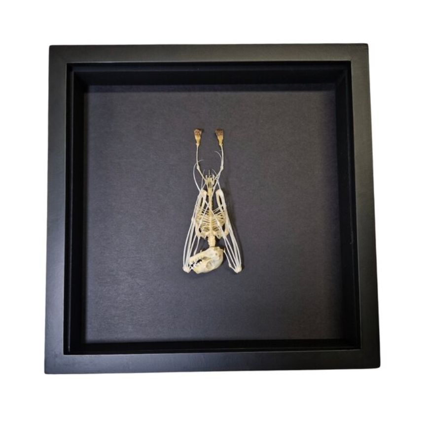 Cadre "Squelette de Chauve-Souris – Cabinet de Curiosités" – Pièce Entomologique Unique – Format 25x25 cm - Boutique Ømm