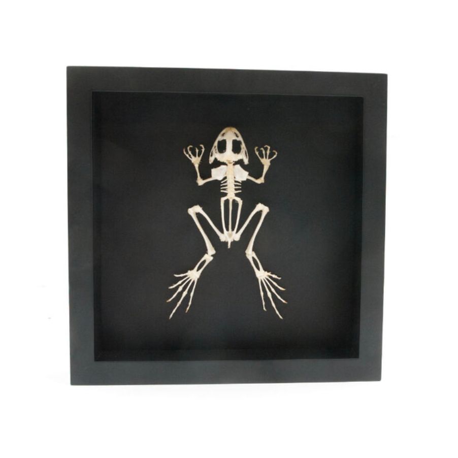 Cadre "Squelette de Grenouille – Cabinet de Curiosités" – Pièce Entomologique Unique – Format 25x25 cm - Boutique Ømm