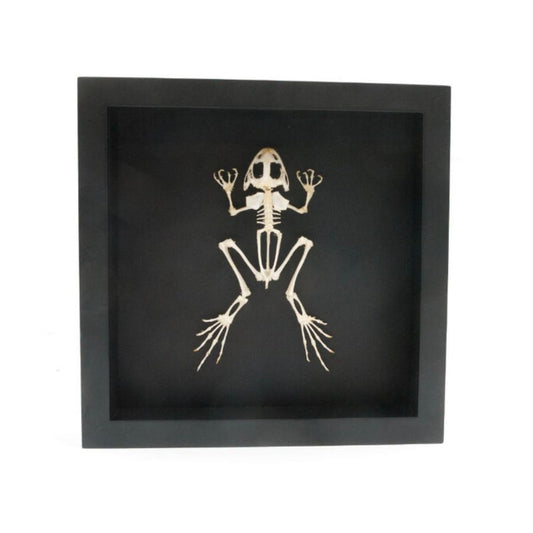 Cadre "Squelette de Grenouille – Cabinet de Curiosités" – Pièce Entomologique Unique – Format 25x25 cm - Boutique Ømm