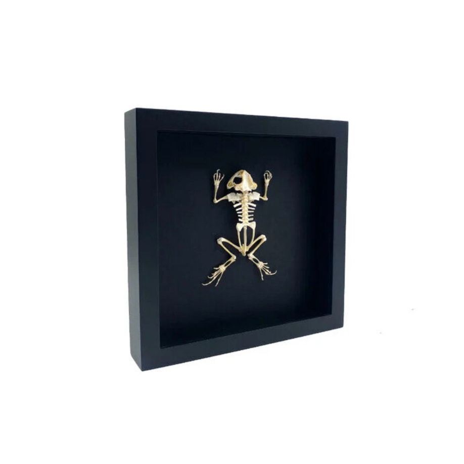 Cadre "Squelette de Grenouille – Cabinet de Curiosités" – Pièce Entomologique Unique – Format 25x25 cm - Boutique Ømm